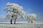 Hoar Frost, Vale of Mowbray