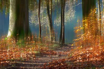 Woodland Path, Grasmere