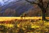 4021_Borrowdale Landscape