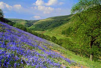 7785_Bluebells and swinner Gill