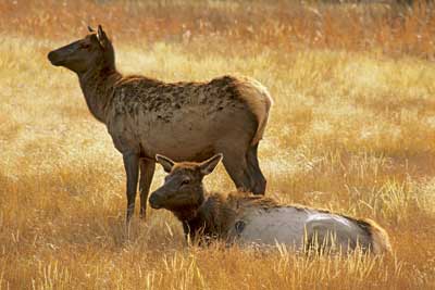 2204_Elk in Evening Light