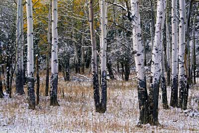 2247_Snow and Aspens