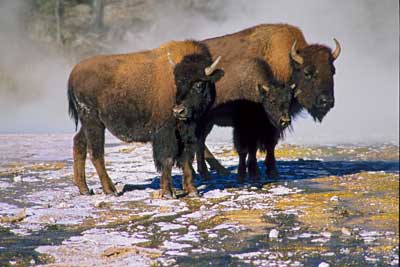 2398_Bison Family