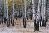 2247_Snow and Aspens