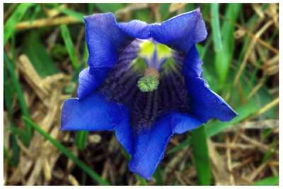 Trumpet Gentian