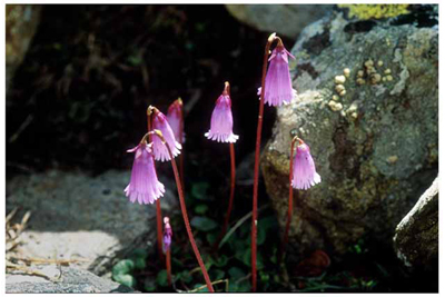 Alpine Snowbell