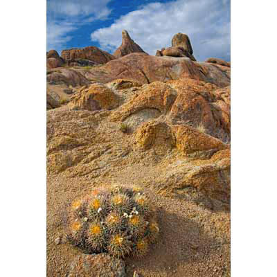 0418_Barrel Cactus, Alabama Hills