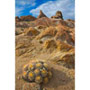 0418_Barrel Cactus, Alabama Hills