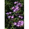 4711_Wood Cranesbill display