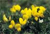 4807_Birdsfoot Trefoil