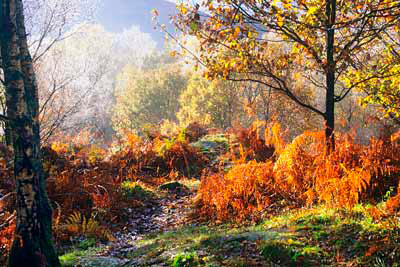 1606_Light in the Trees, White Moss