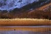 877_Brotherswater Reeds