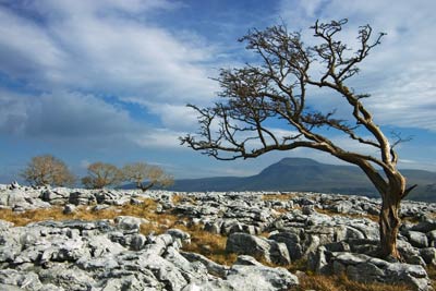 1561_Windswept Tree