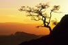 7029_Sunset Tree, Crummackdale