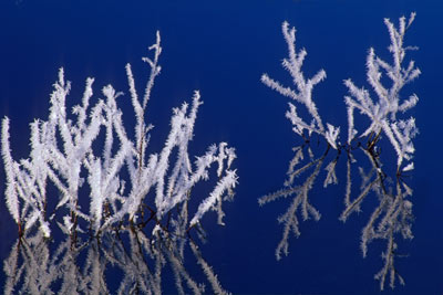 4120_Ice Trees No.1