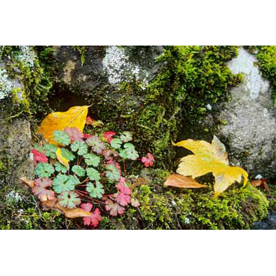 5361_Dry Stone Wall Garden