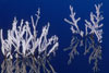 4120_Ice Trees No.1