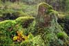 5212_Moss Garden