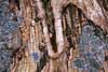 6217_Folded Tree