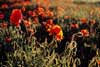 10-02-Poppies in Evening Light