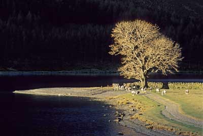 Illuminated by Winter Light