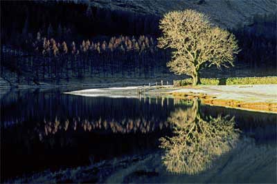 The Lone Ash Tree