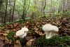 Common Puffball