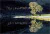 The Lone Ash Tree