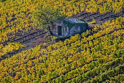 8627 Montalcino Vineyard