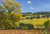 7936 Vine fields, San Antimo