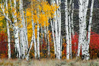 0357_Autumn Aspens