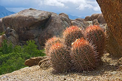 0867_Barrel Cactus, Alabama Hills