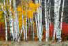 0357_Autumn Aspens