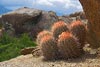 0867_Barrel Cactus, Alabama Hills