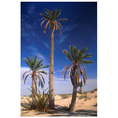 Desert Scene, near Kebili