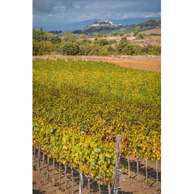 11311-Vines and Montefollonico