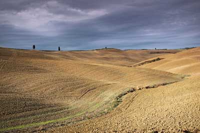 11451-Cypruses and Field Patterns,san-quirico