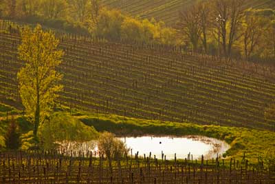 2718_Vineyard-Evening