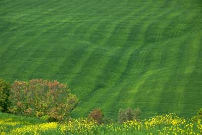 2904_Field-patterns