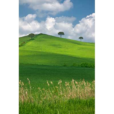 2909_Trees-and-Grasses