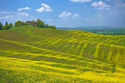 2916-Tuscan-Rape-Meadows